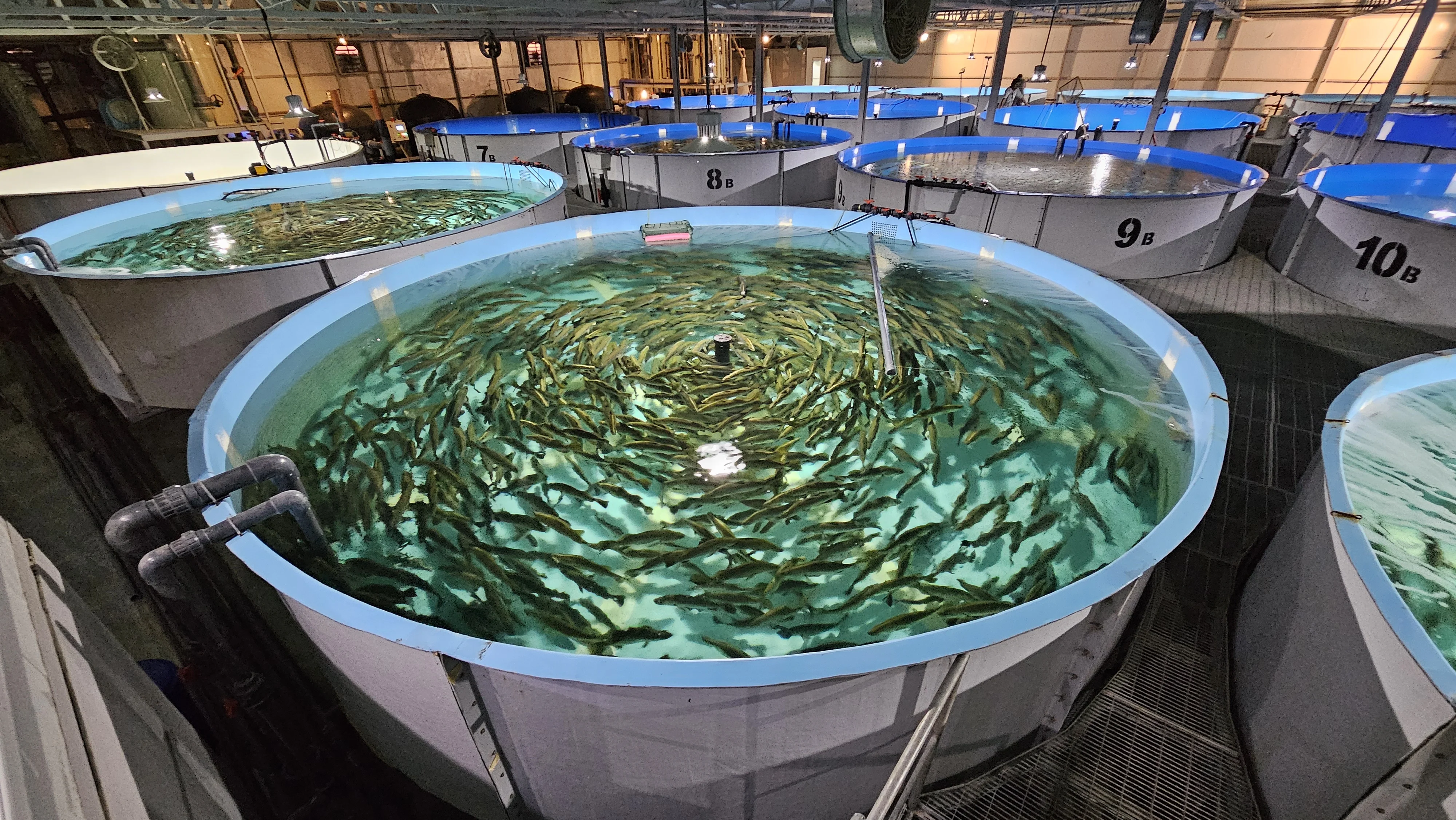 TIAC: Advancing Sustainable Aquaculture in Kuwait